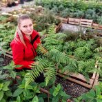 Diksónia antarktická (Dicksonia antarctica) – výška 20-30 cm, Ø 30-40 cm, kont.C2L 